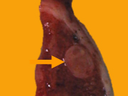 Fig 10
