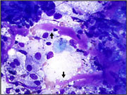 Fig 5
