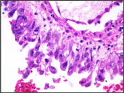 Fig 8