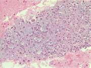 Fig 10