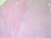 Fig 12