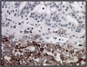 Fig 10