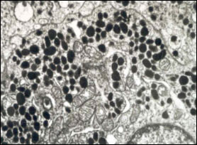 Fig 5