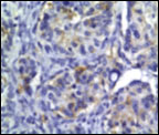 Fig 7a