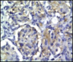 Fig 7b