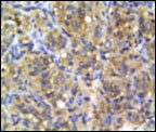 Fig 7c