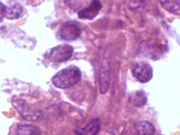 Fig 5