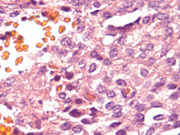 Fig 8